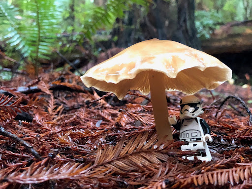 December 2, 2018 - IMG_1111