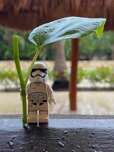 June 15, 2021 - IMG_6319